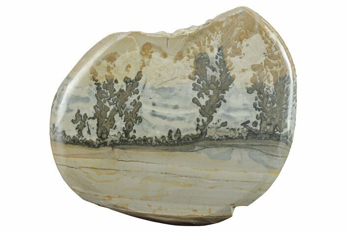 Triassic Aged Stromatolite Fossil - England #256758